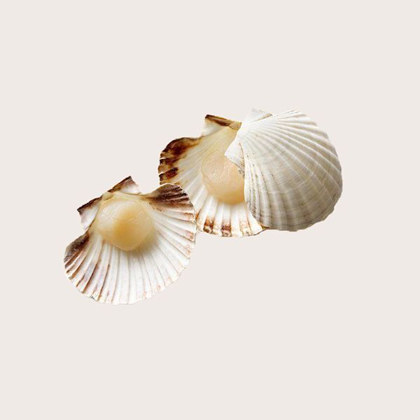 Морський гребінець в напівмушлі 25-35, 1 кг