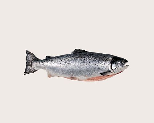 Тушка Лосось 5-6 кг  ОХОЛ.